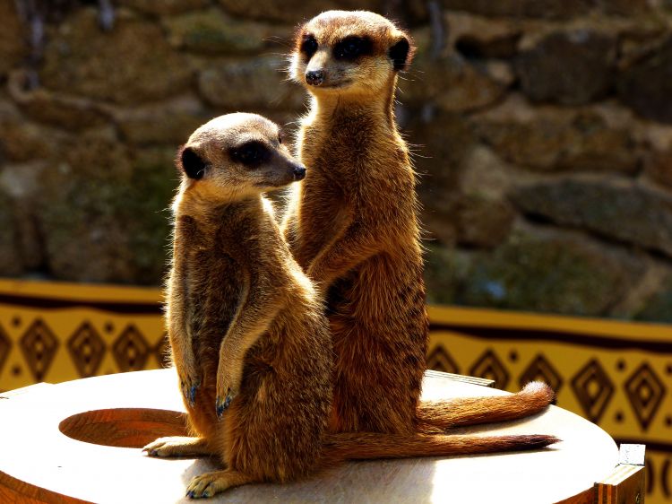 Fonds d'cran Animaux Suricates Wallpaper N458833