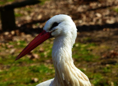  Animaux Cygnogne