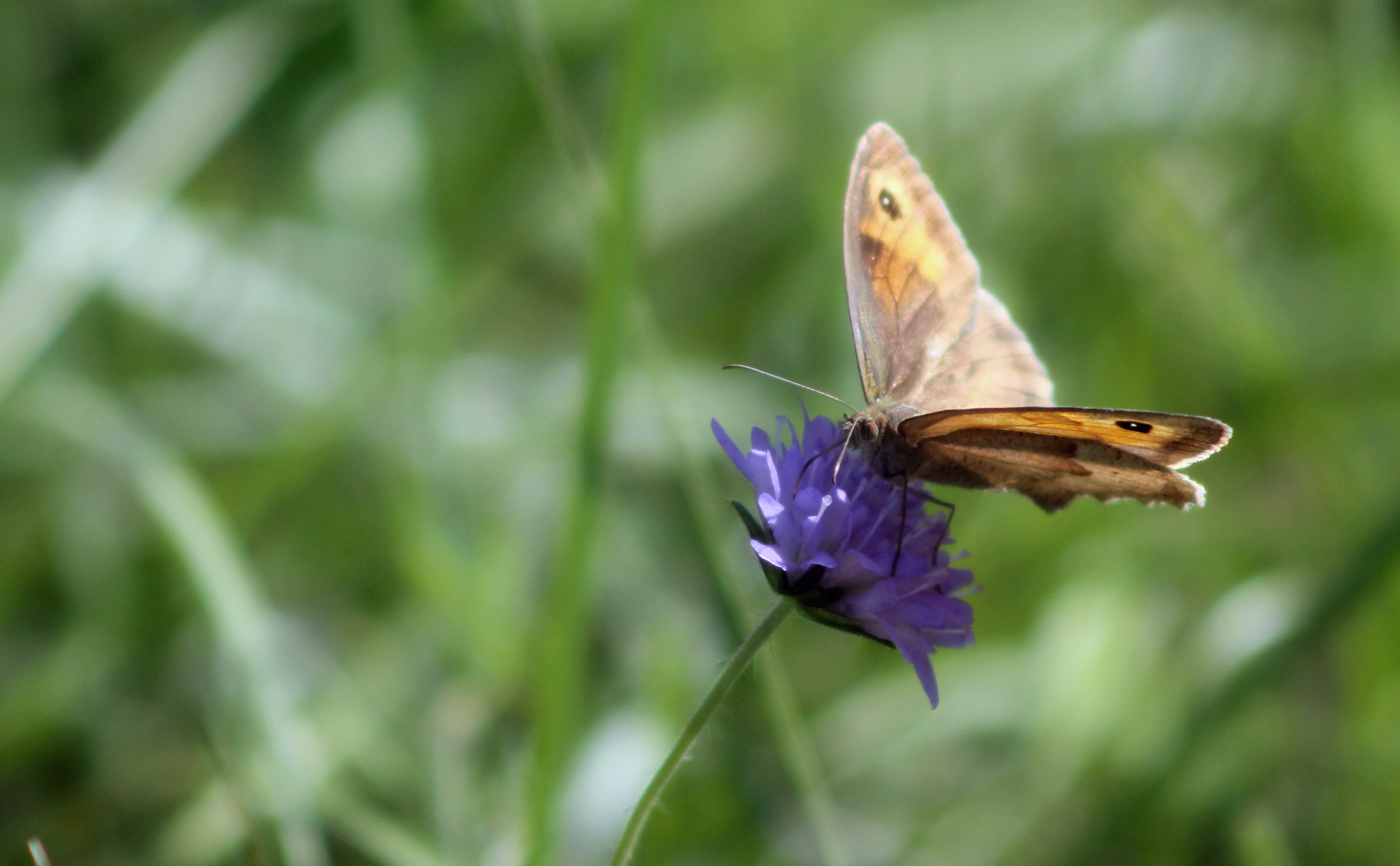 Fonds d'cran Animaux Insectes - Papillons 