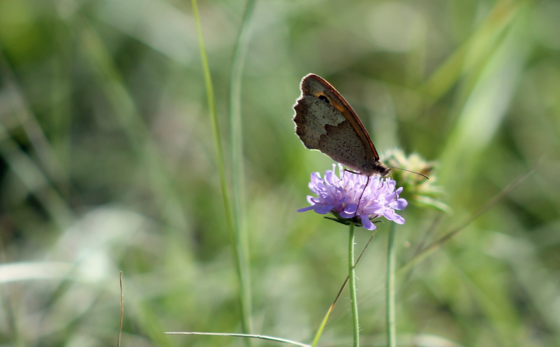 Fonds d'cran Animaux Insectes - Papillons 