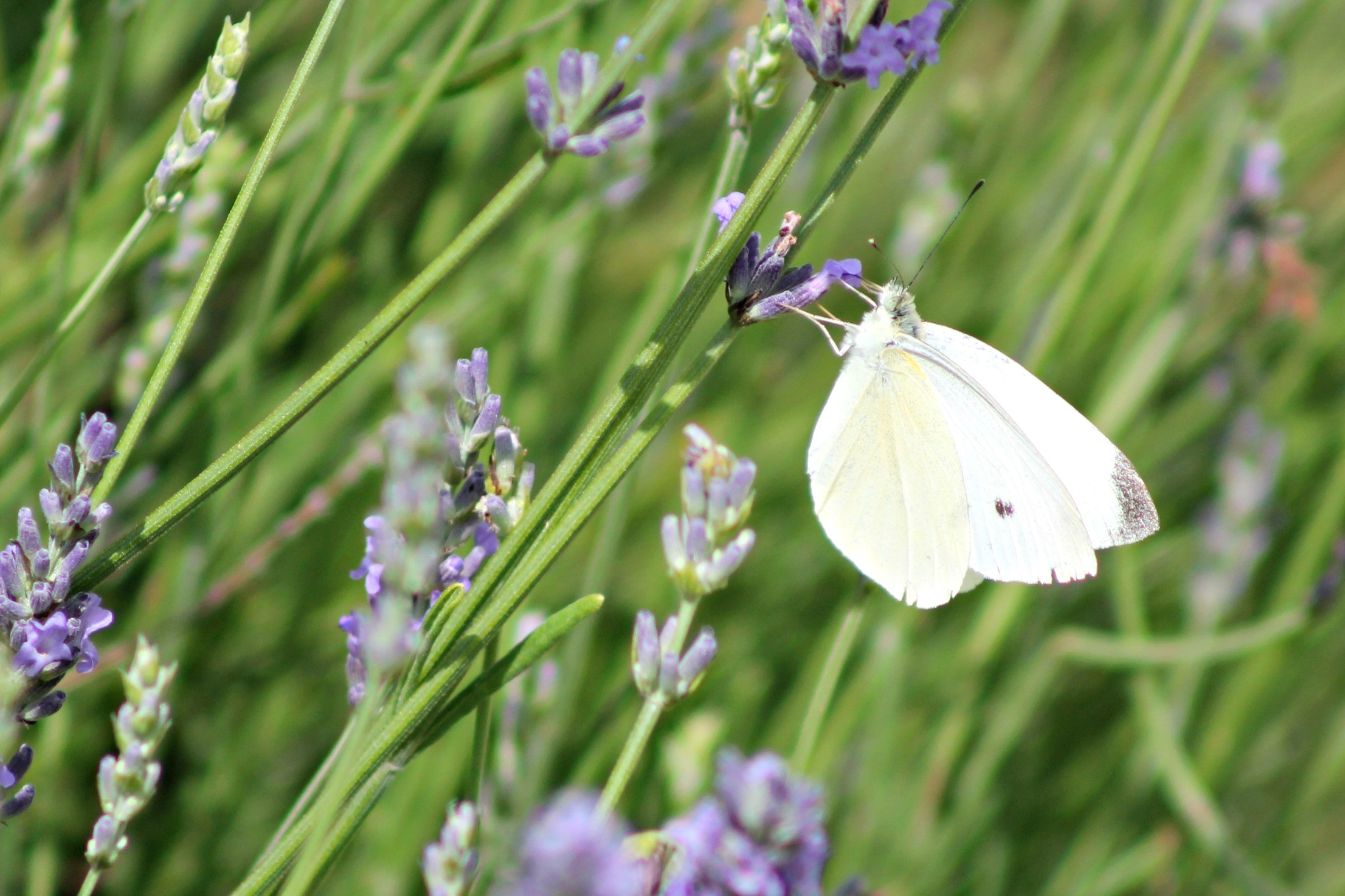 Wallpapers Animals Insects - Butterflies 