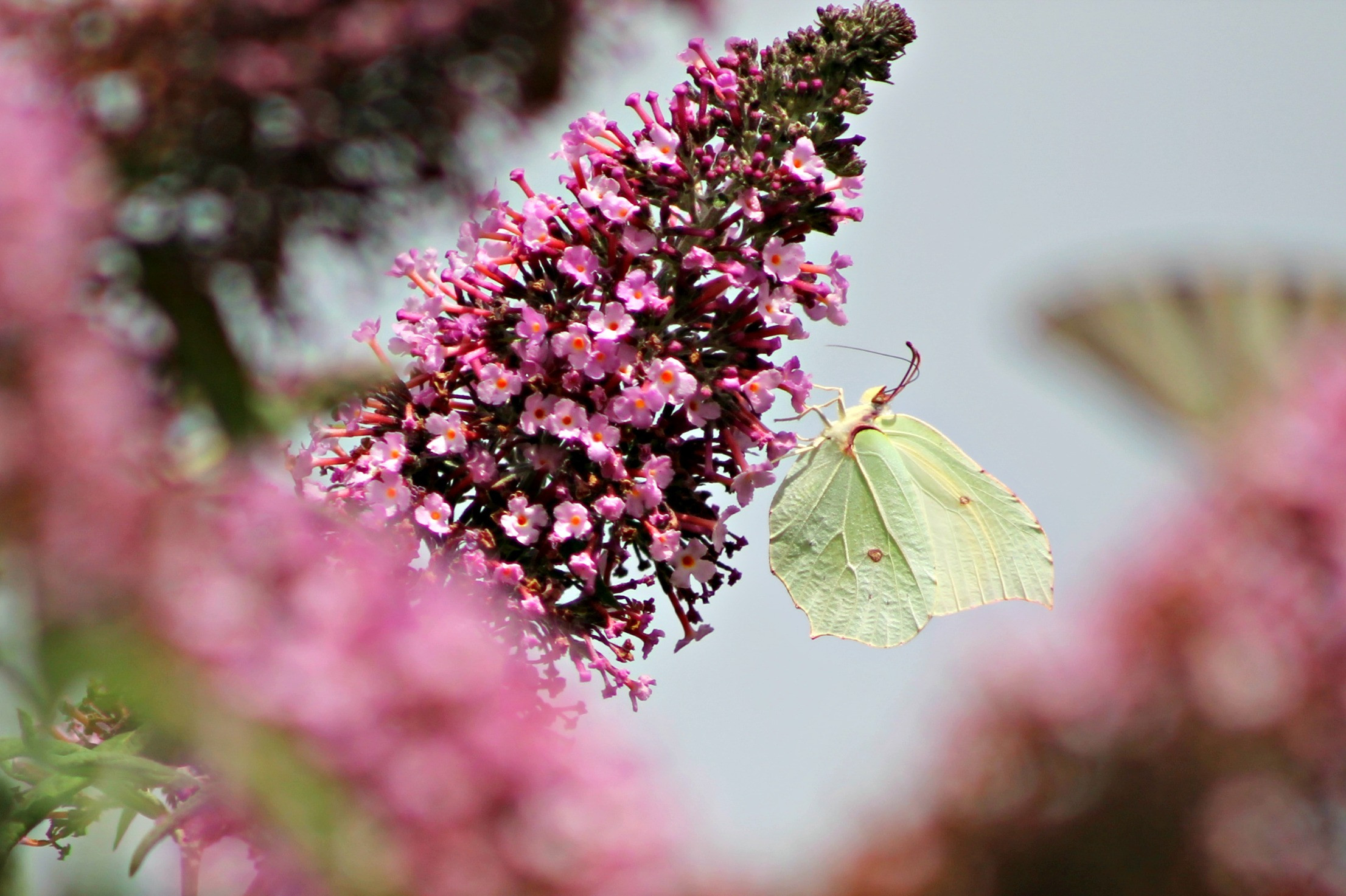 Fonds d'cran Animaux Insectes - Papillons 