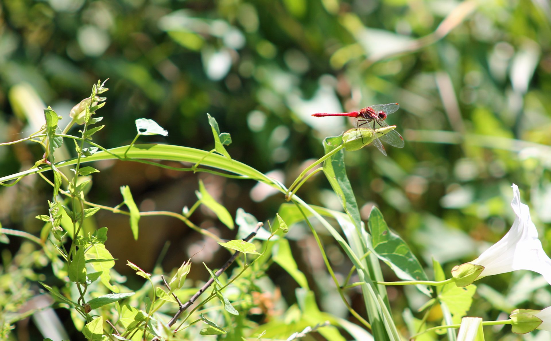 Wallpapers Animals Insects - Dragonflies 