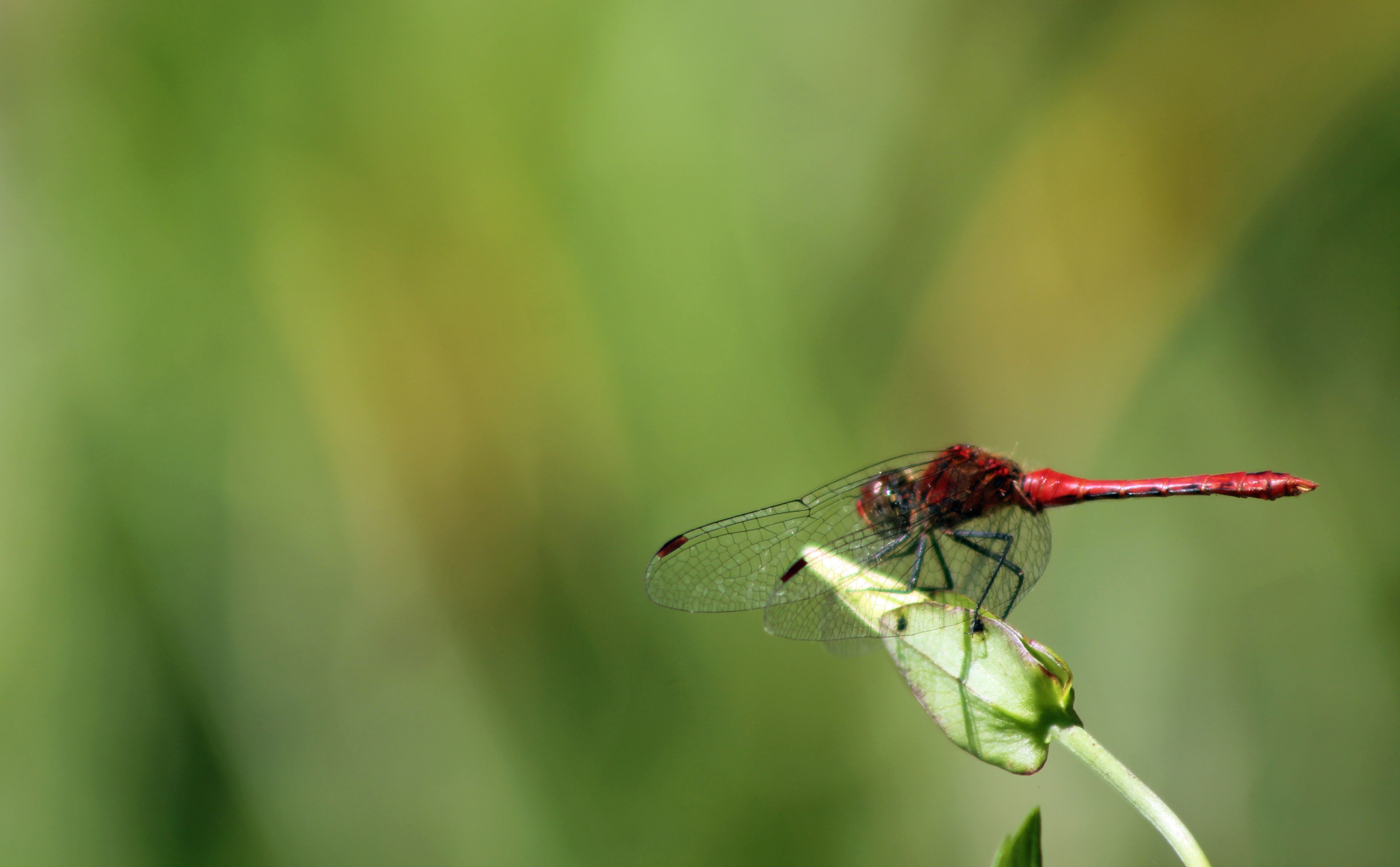 Wallpapers Animals Insects - Dragonflies 