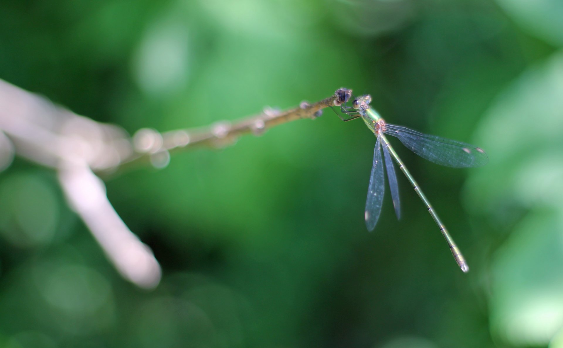 Fonds d'cran Animaux Insectes - Libellules 