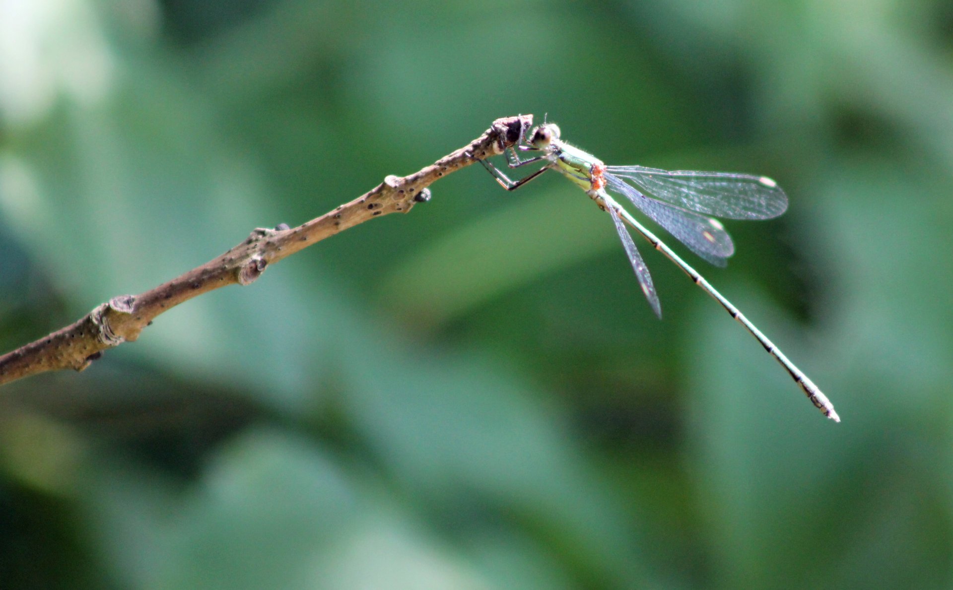 Fonds d'cran Animaux Insectes - Libellules 