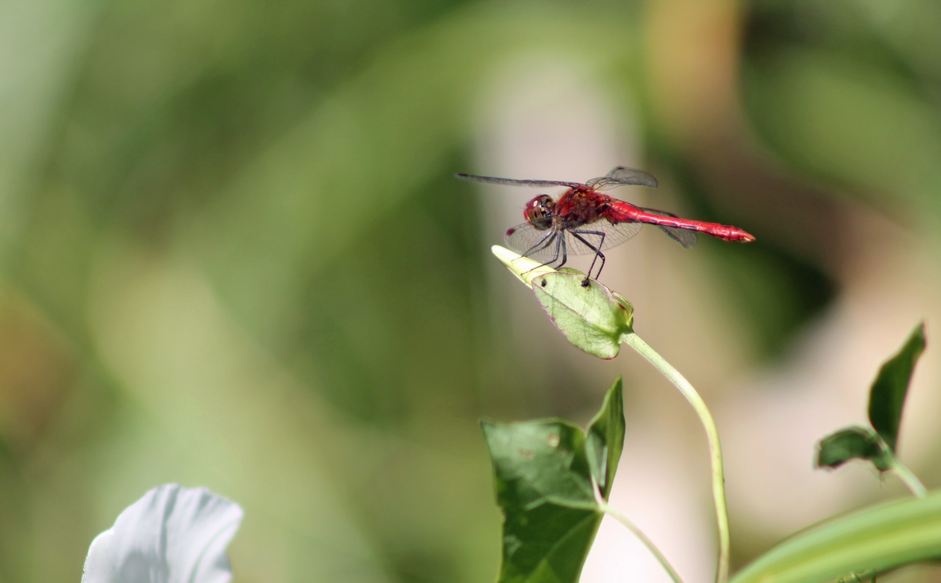 Wallpapers Animals Insects - Dragonflies 