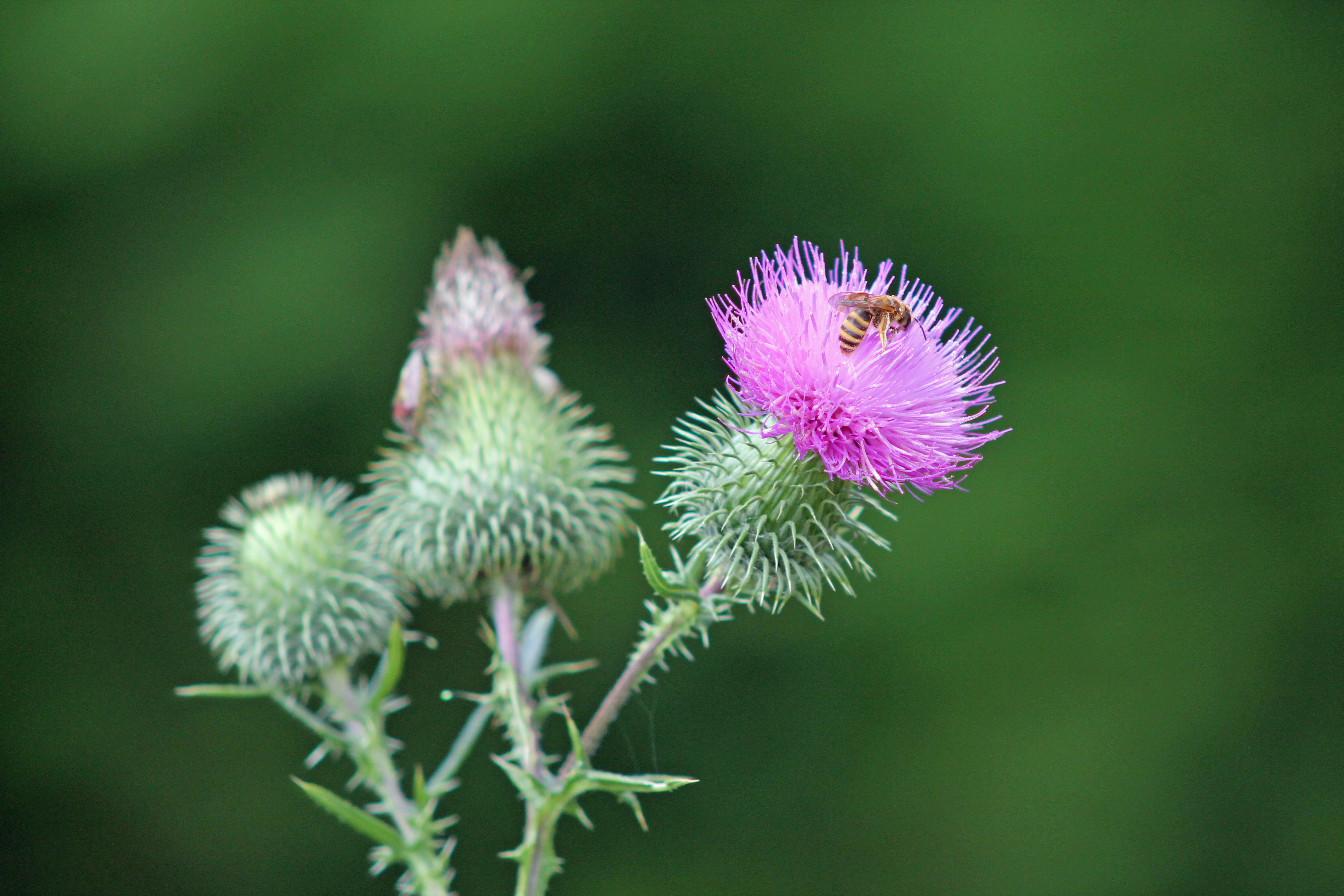 Wallpapers Nature Flowers 