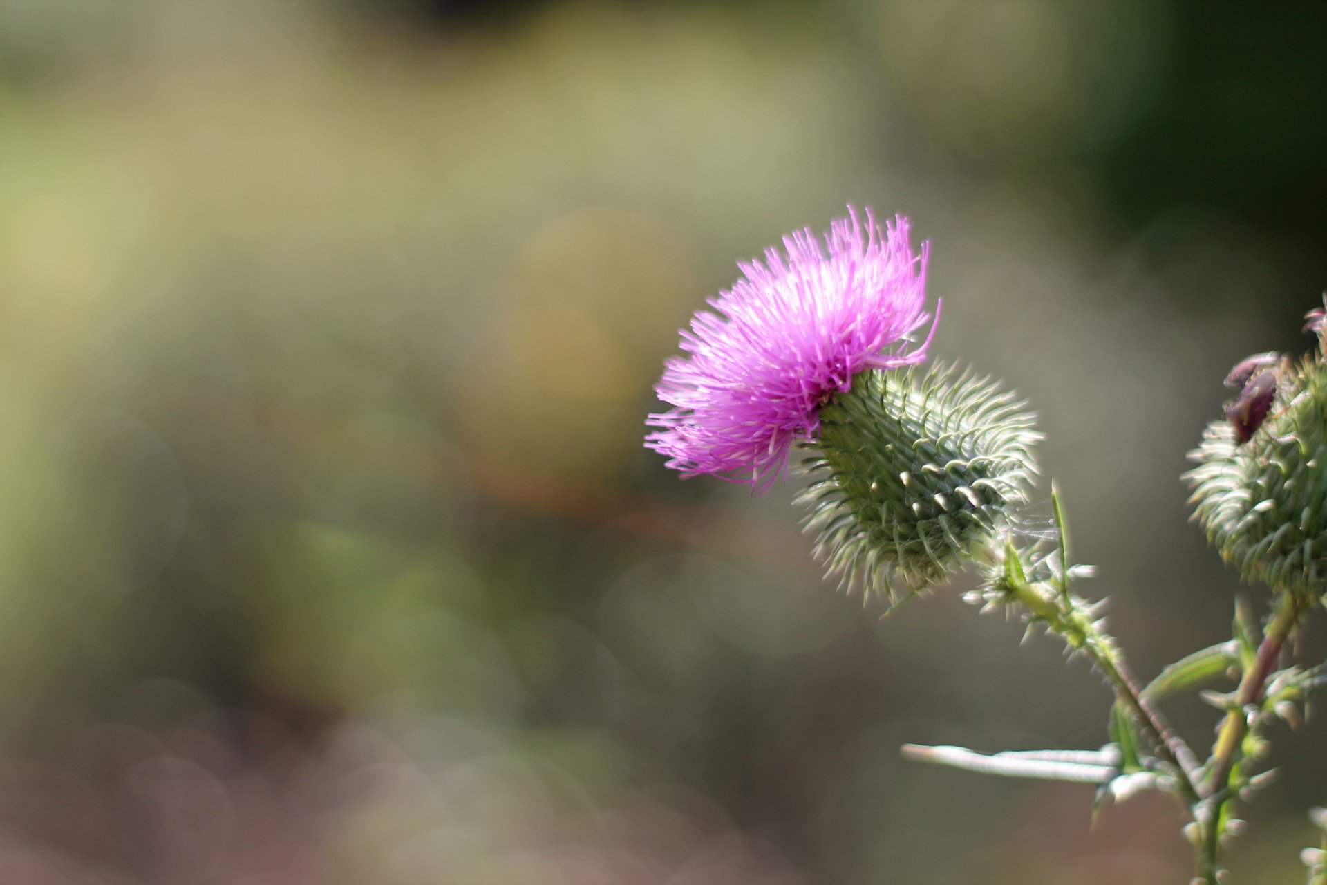 Wallpapers Nature Flowers 