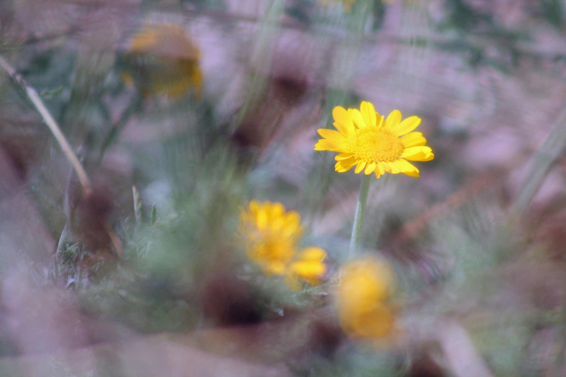 Wallpapers Nature Flowers 