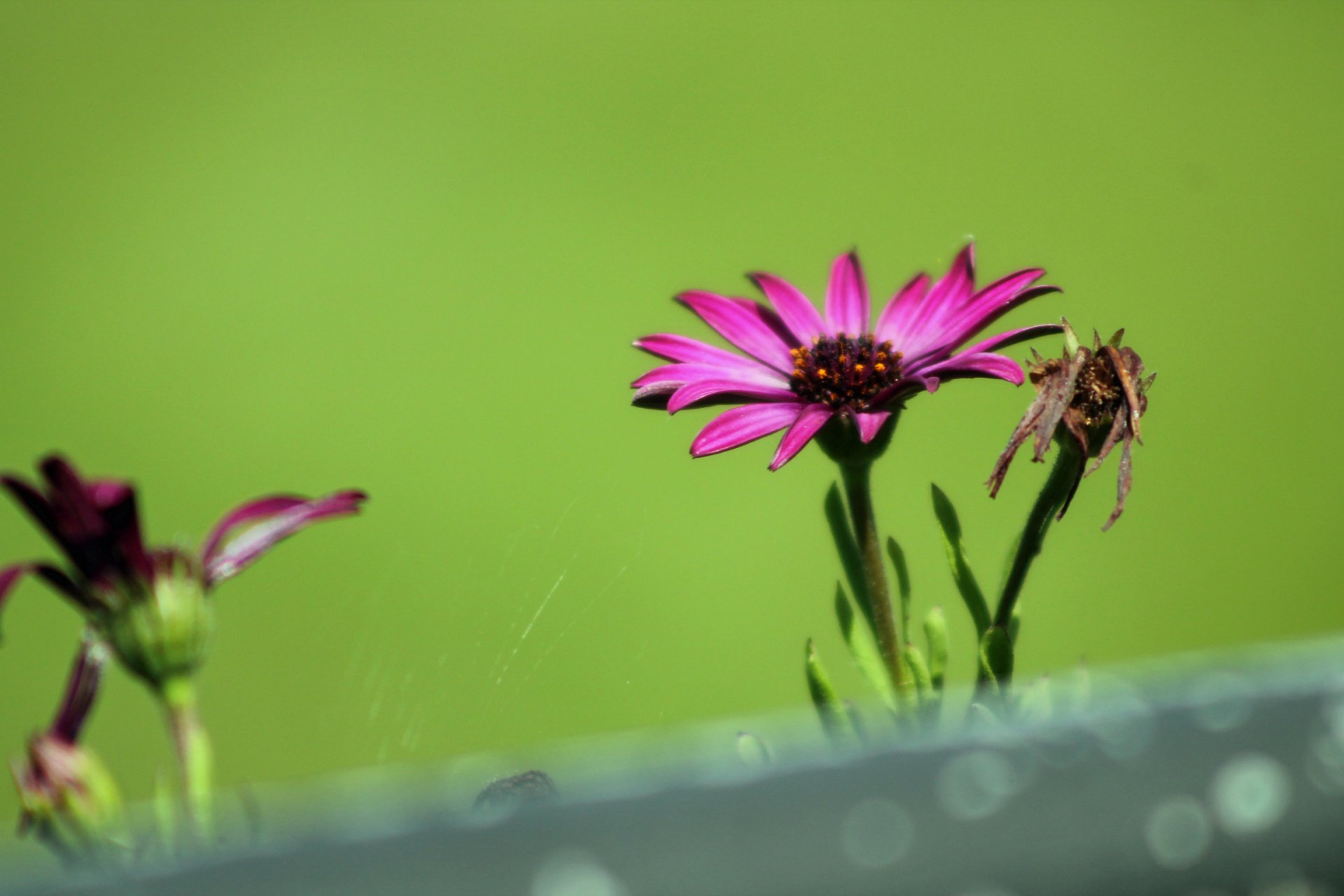 Wallpapers Nature Flowers 