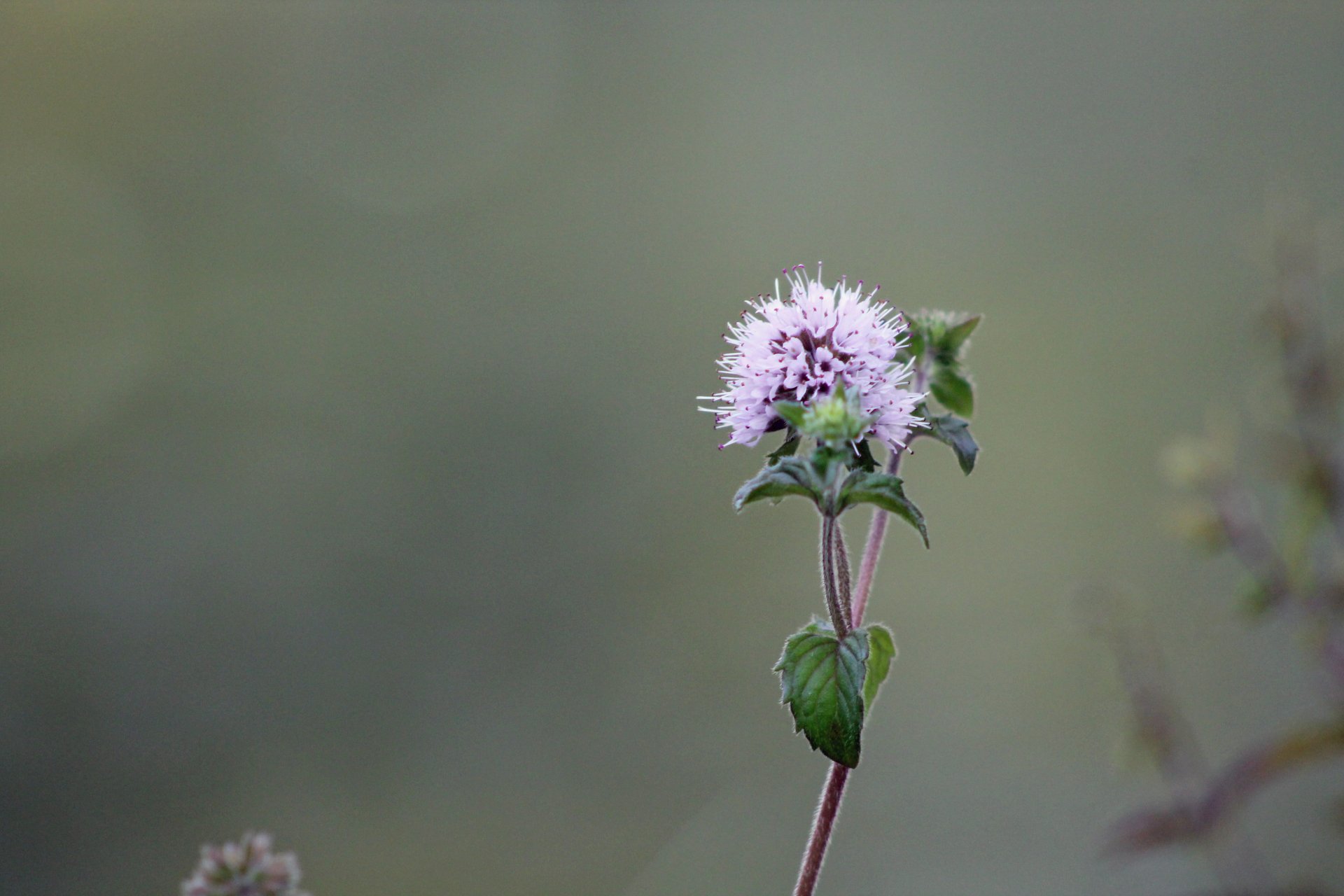 Fonds d'cran Nature Fleurs 