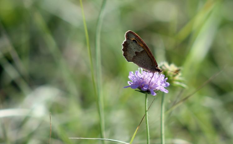 Fonds d'cran Animaux Insectes - Papillons Wallpaper N458898