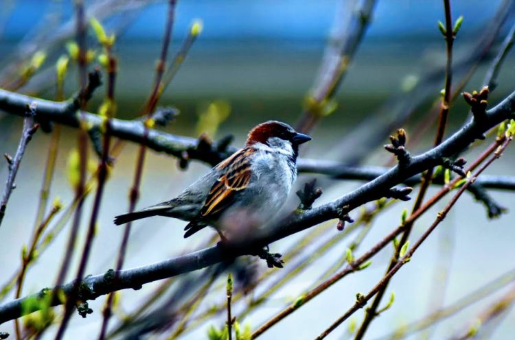 Wallpapers Animals Birds - Sparrows Wallpaper N459025