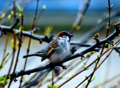  Animaux Image sans titre N459025