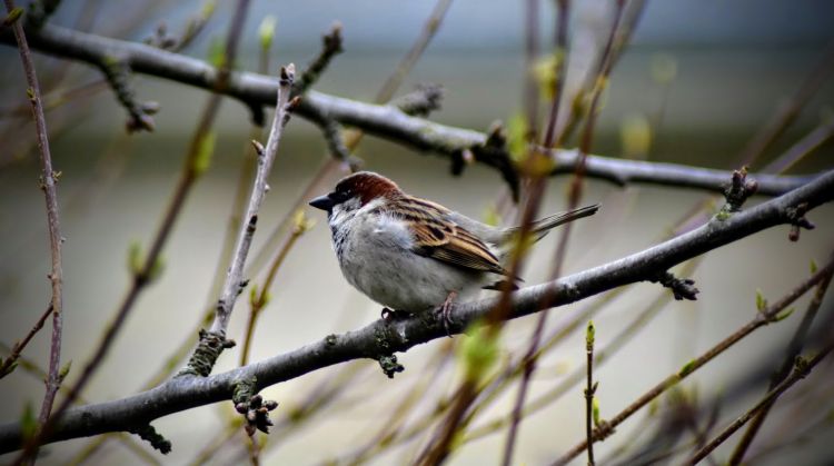 Fonds d'cran Animaux Oiseaux - Moineaux Wallpaper N459390