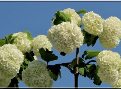  Nature Boules de neige