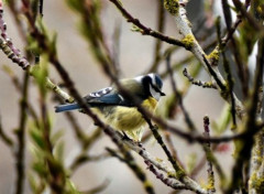  Animaux Image sans titre N459517