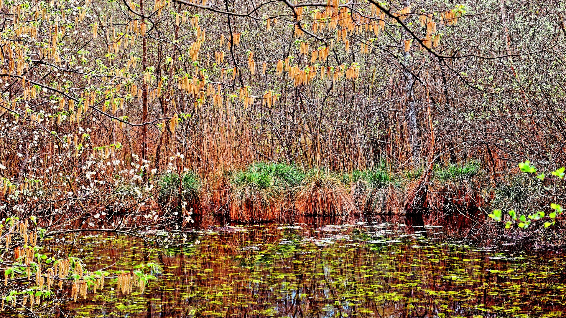 Fonds d'cran Nature Lacs - Etangs Printemps aux tangs 1