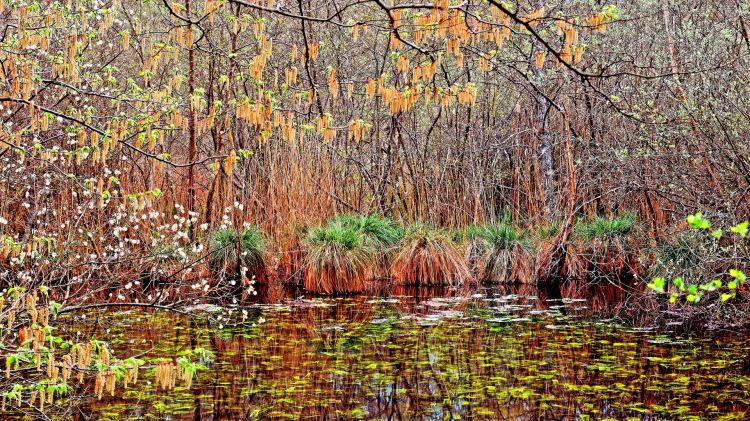 Fonds d'cran Nature Lacs - Etangs Printemps aux tangs 1