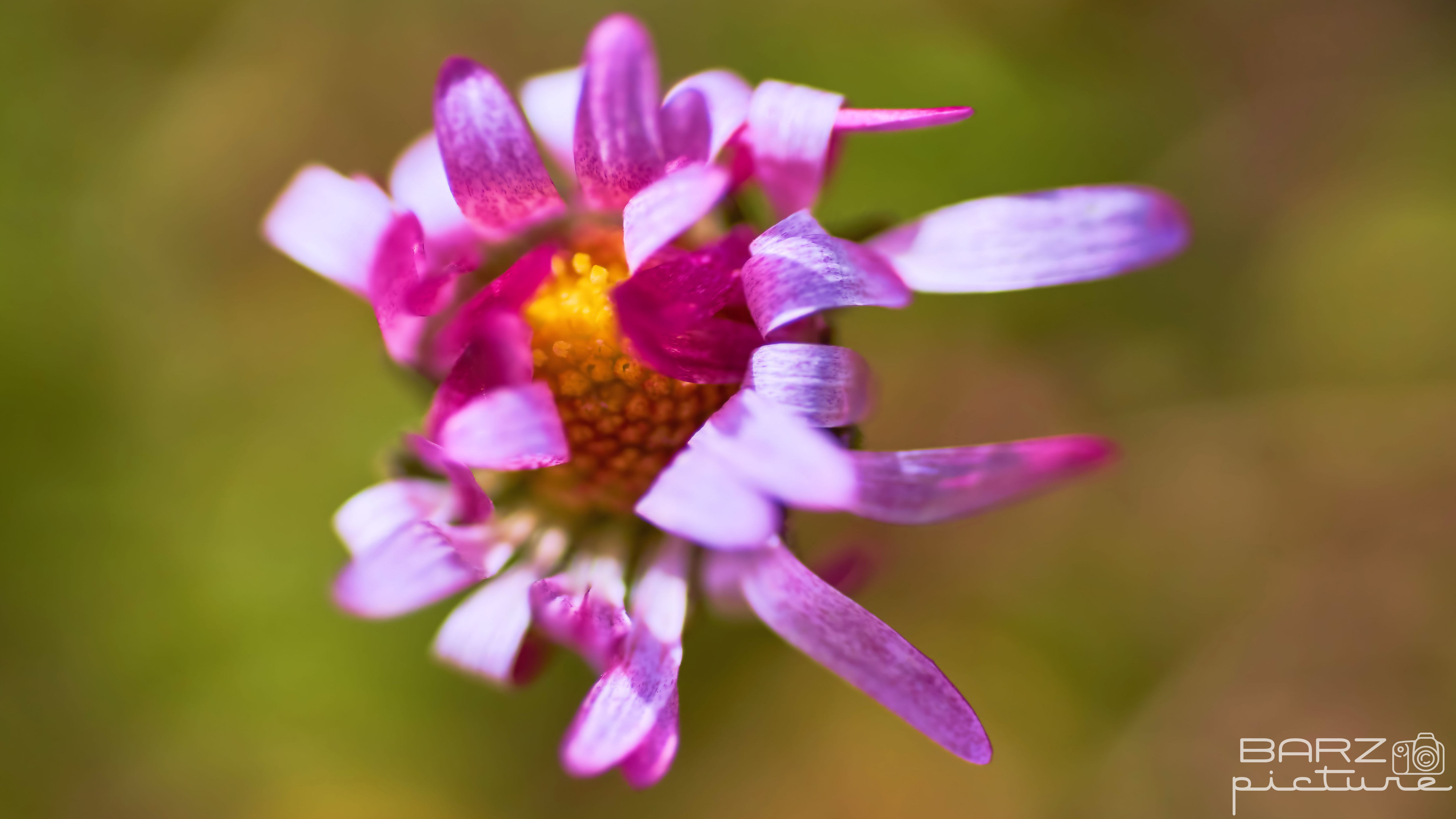 Fonds d'cran Nature Fleurs 