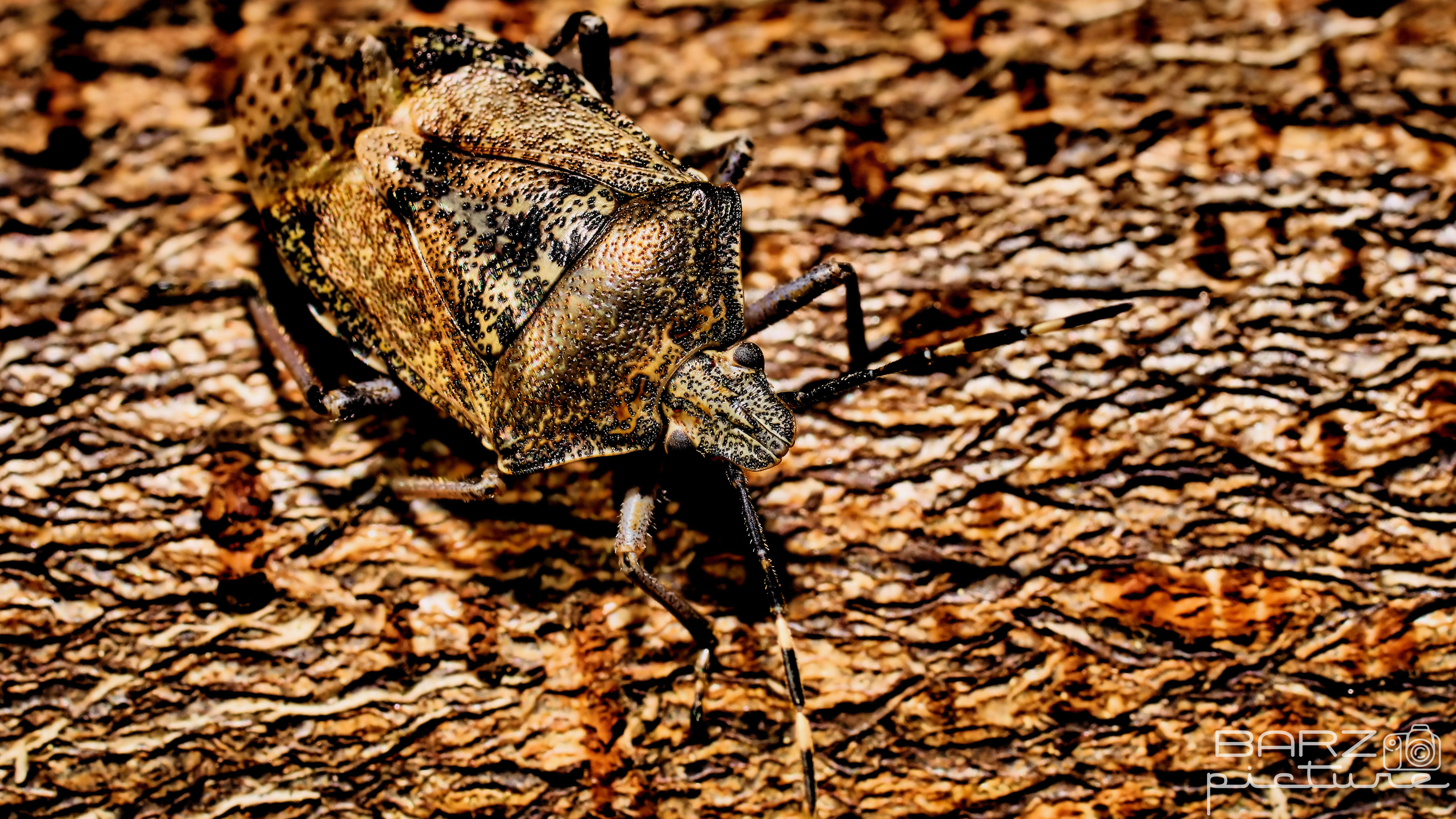 Fonds d'cran Animaux Insectes - Punaises 