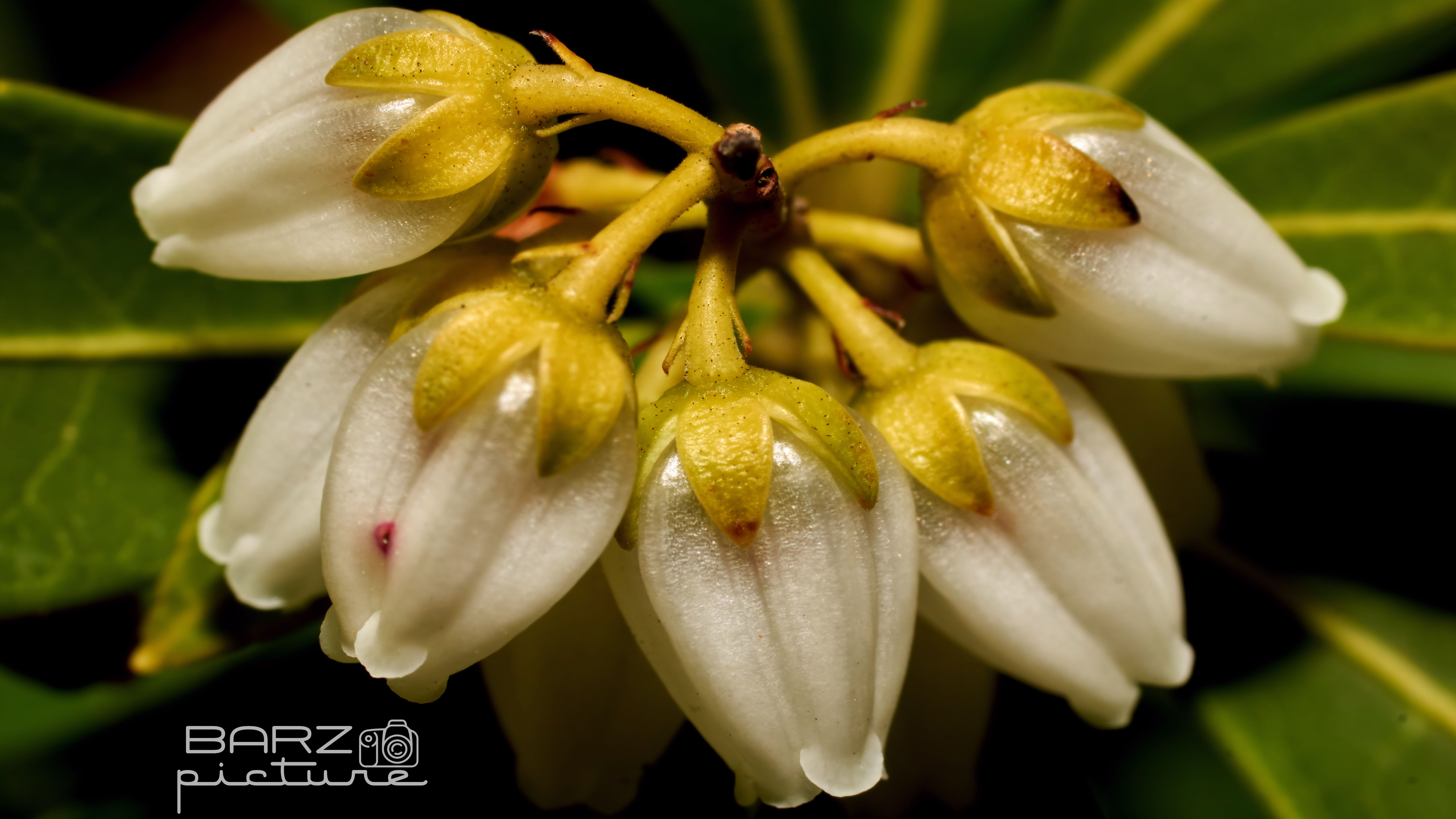 Fonds d'cran Nature Fleurs 