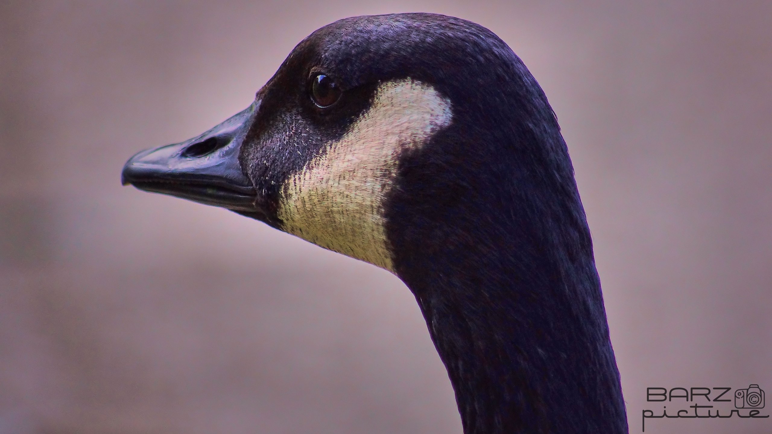 Fonds d'cran Animaux Oiseaux - Oies 