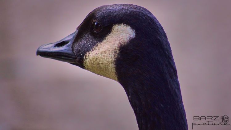 Fonds d'cran Animaux Oiseaux - Oies Wallpaper N459612