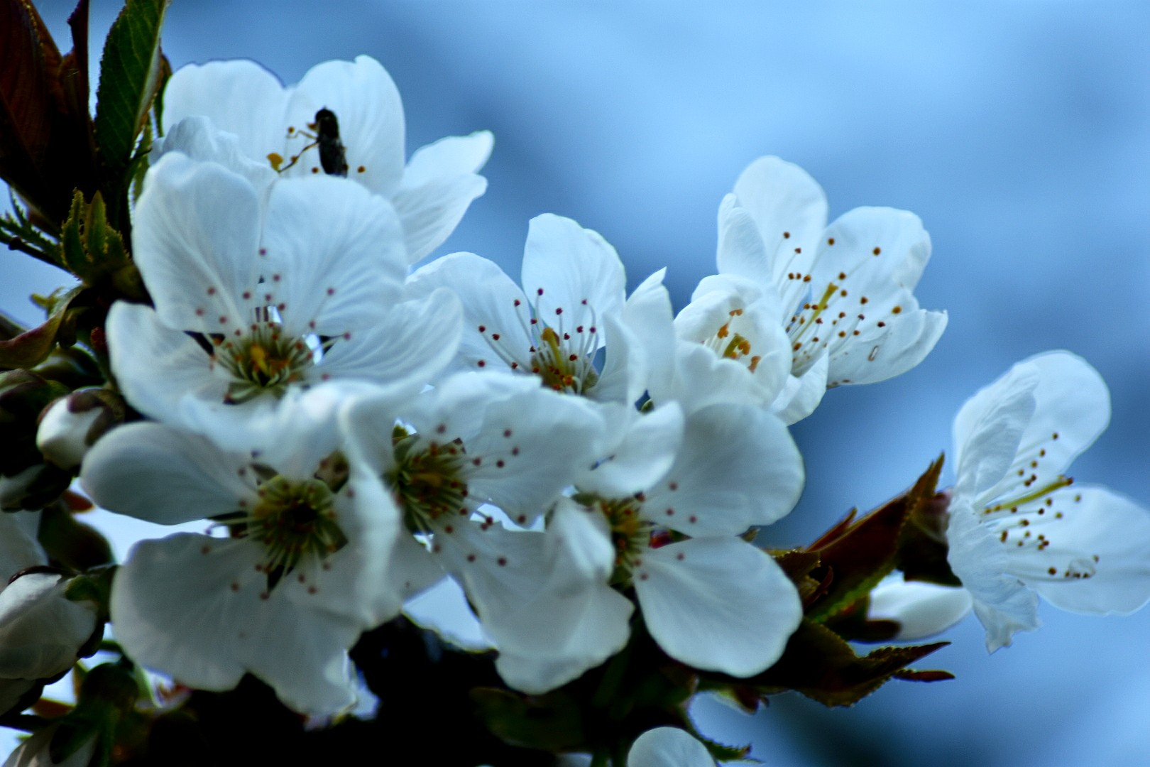 Fonds d'cran Nature Fleurs 