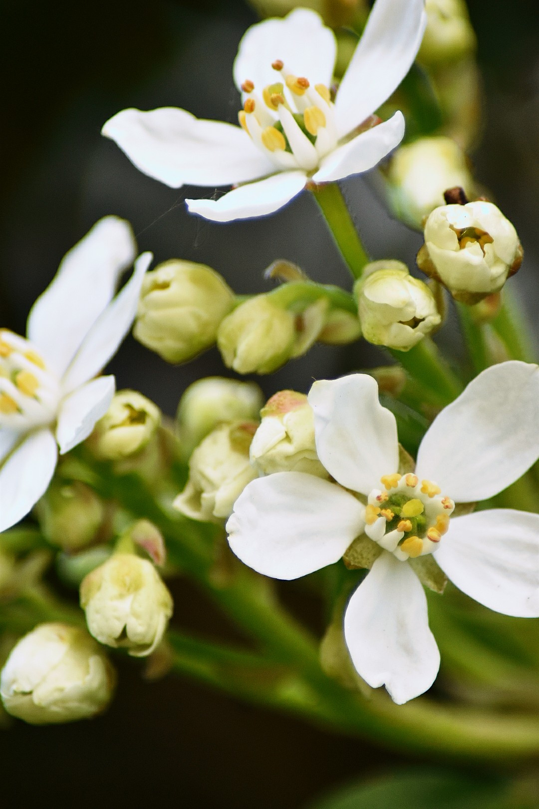 Fonds d'cran Nature Fleurs 