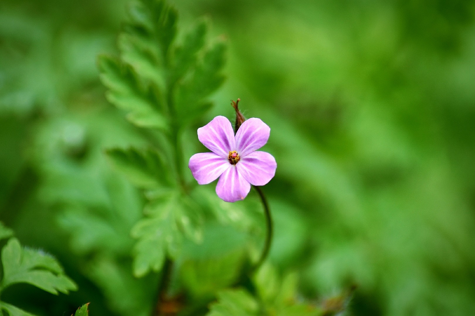 Wallpapers Nature Flowers 