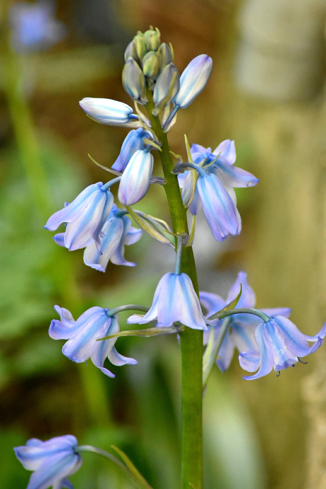 Fonds d'cran Nature Fleurs 