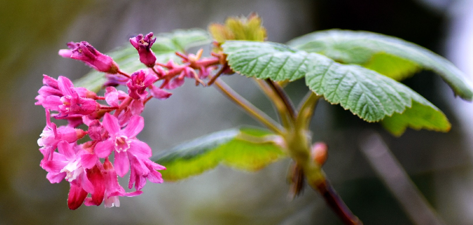 Fonds d'cran Nature Fleurs 