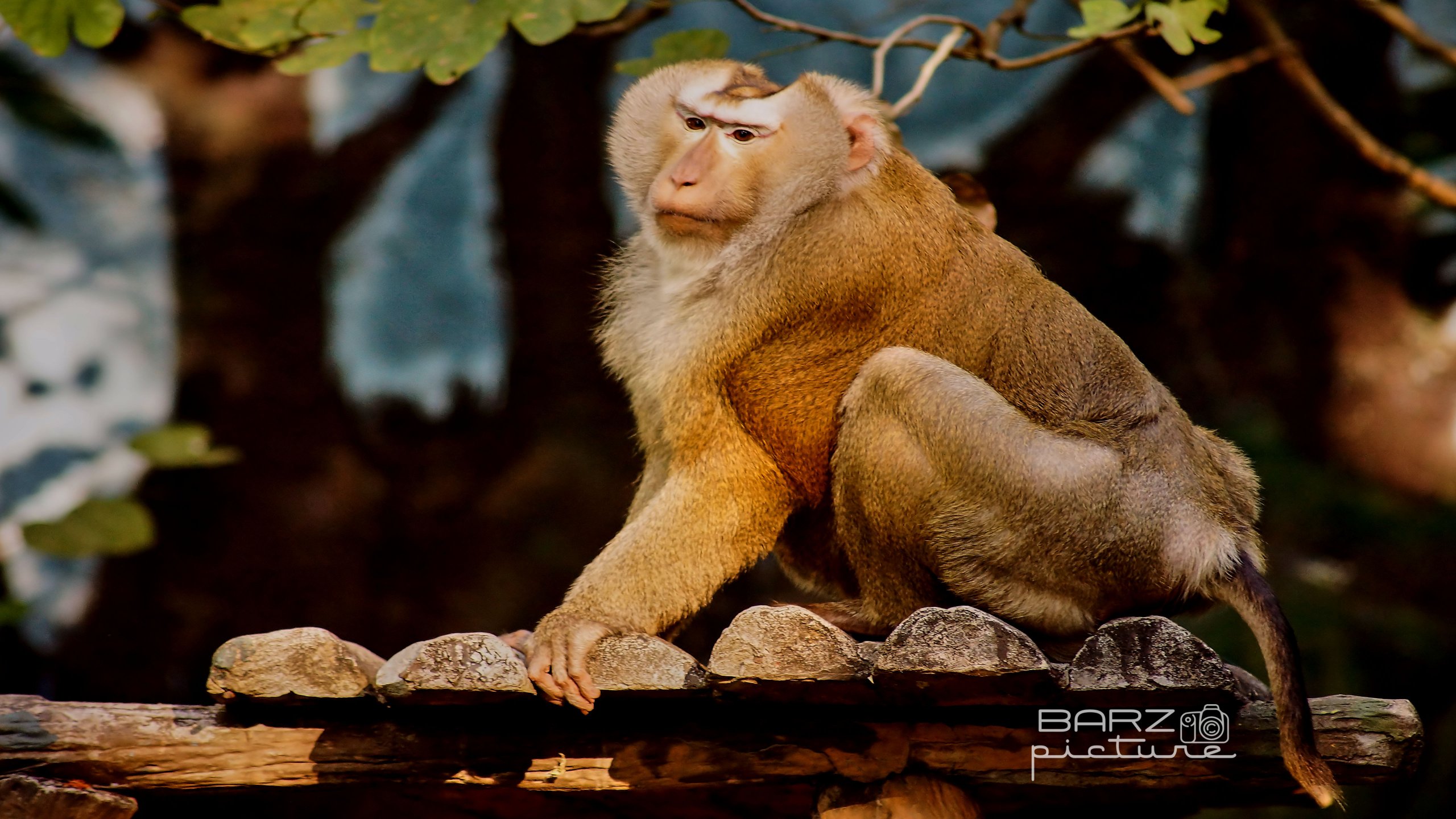 Fonds d'cran Animaux Singes 