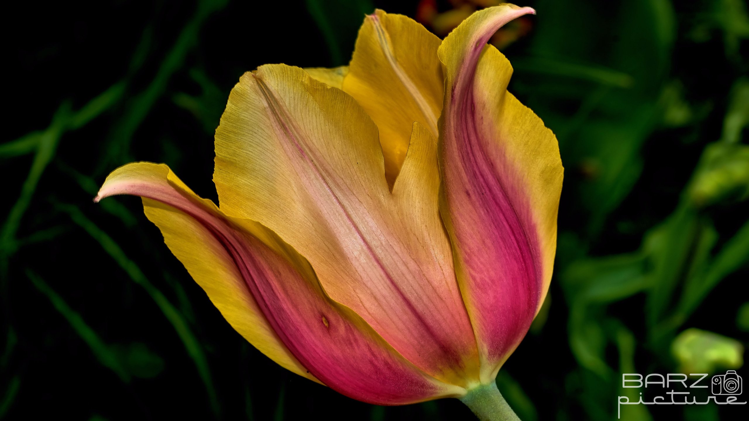 Fonds d'cran Nature Fleurs 