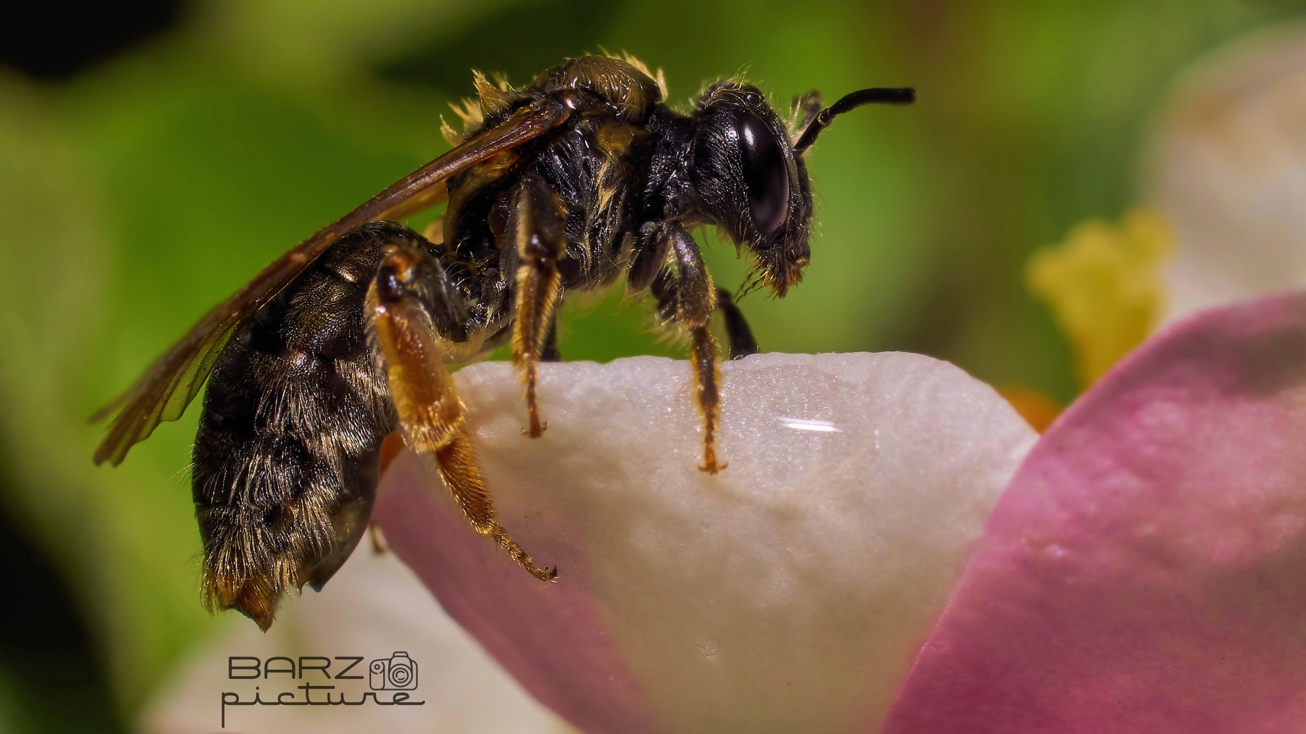 Fonds d'cran Animaux Insectes - Abeilles Gupes ... 