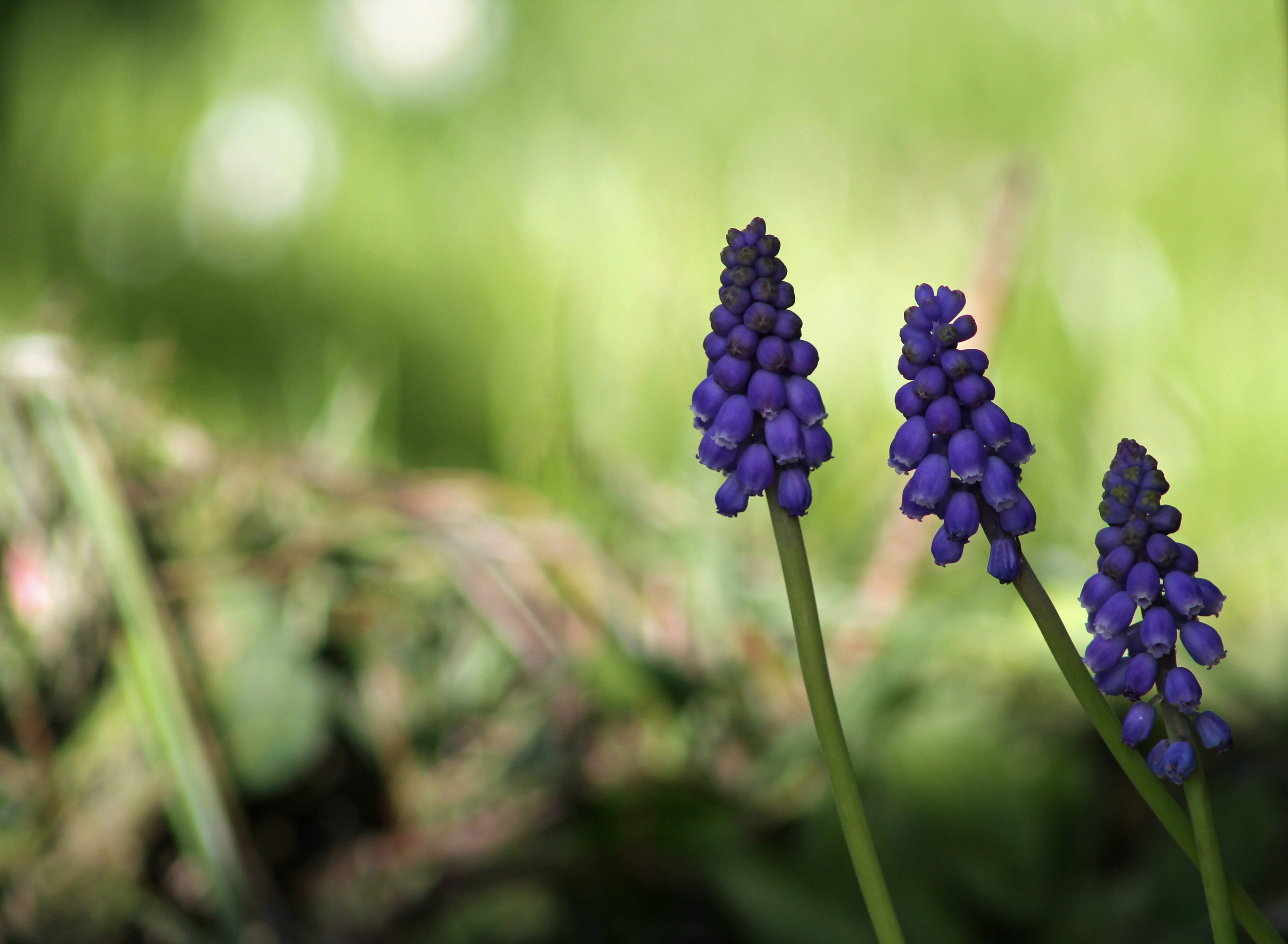 Wallpapers Nature Flowers 