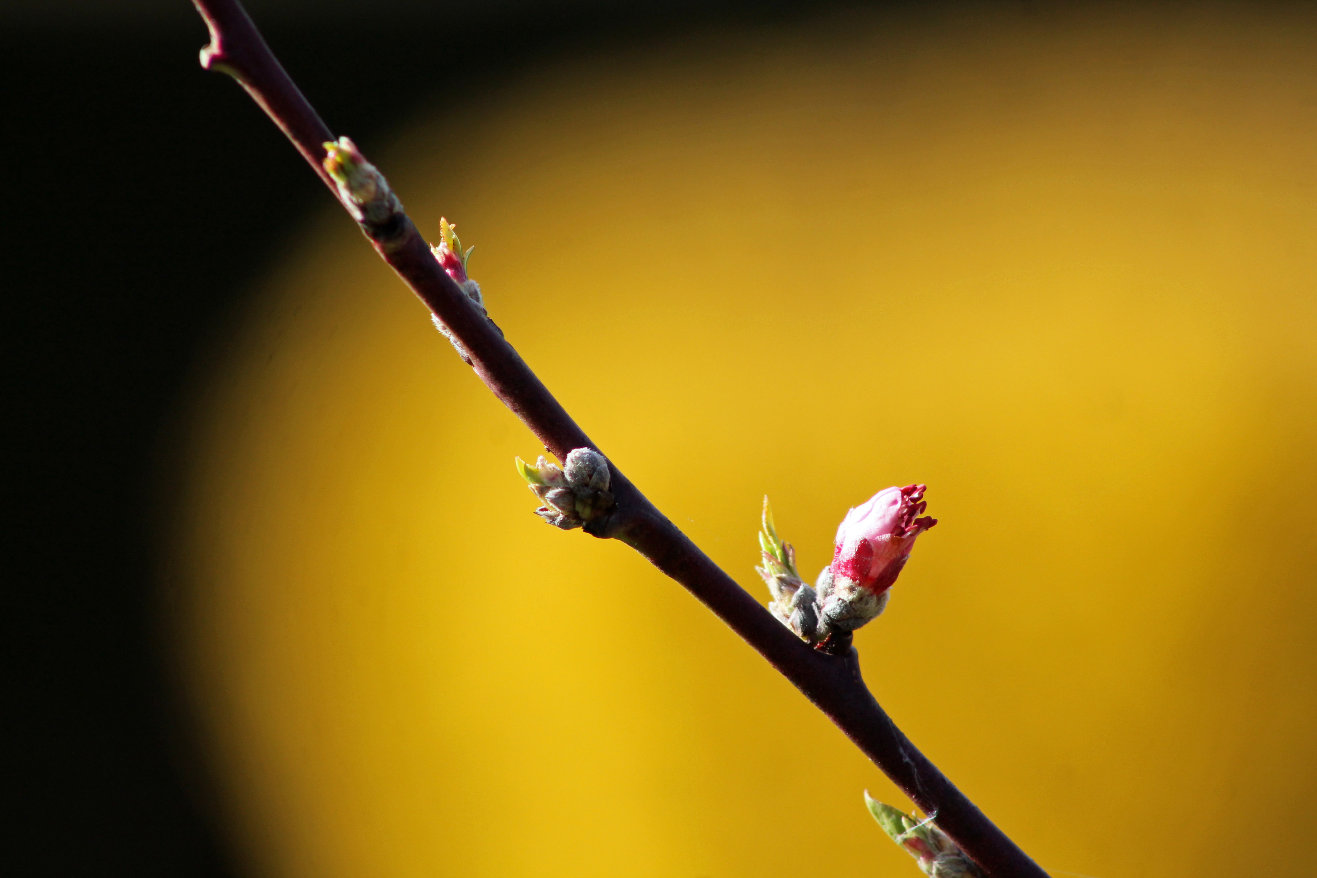 Wallpapers Nature Flowers 