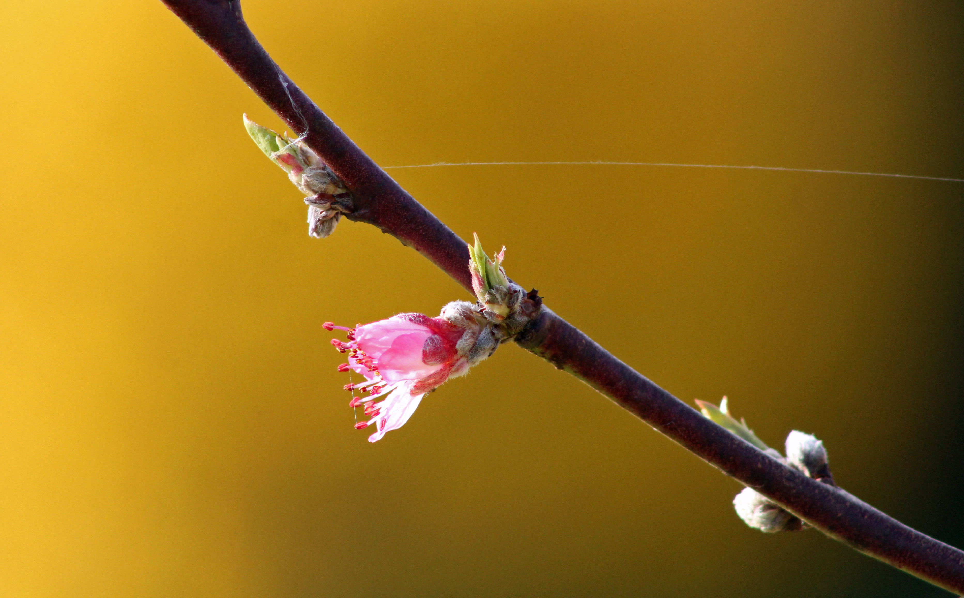 Fonds d'cran Nature Fleurs 