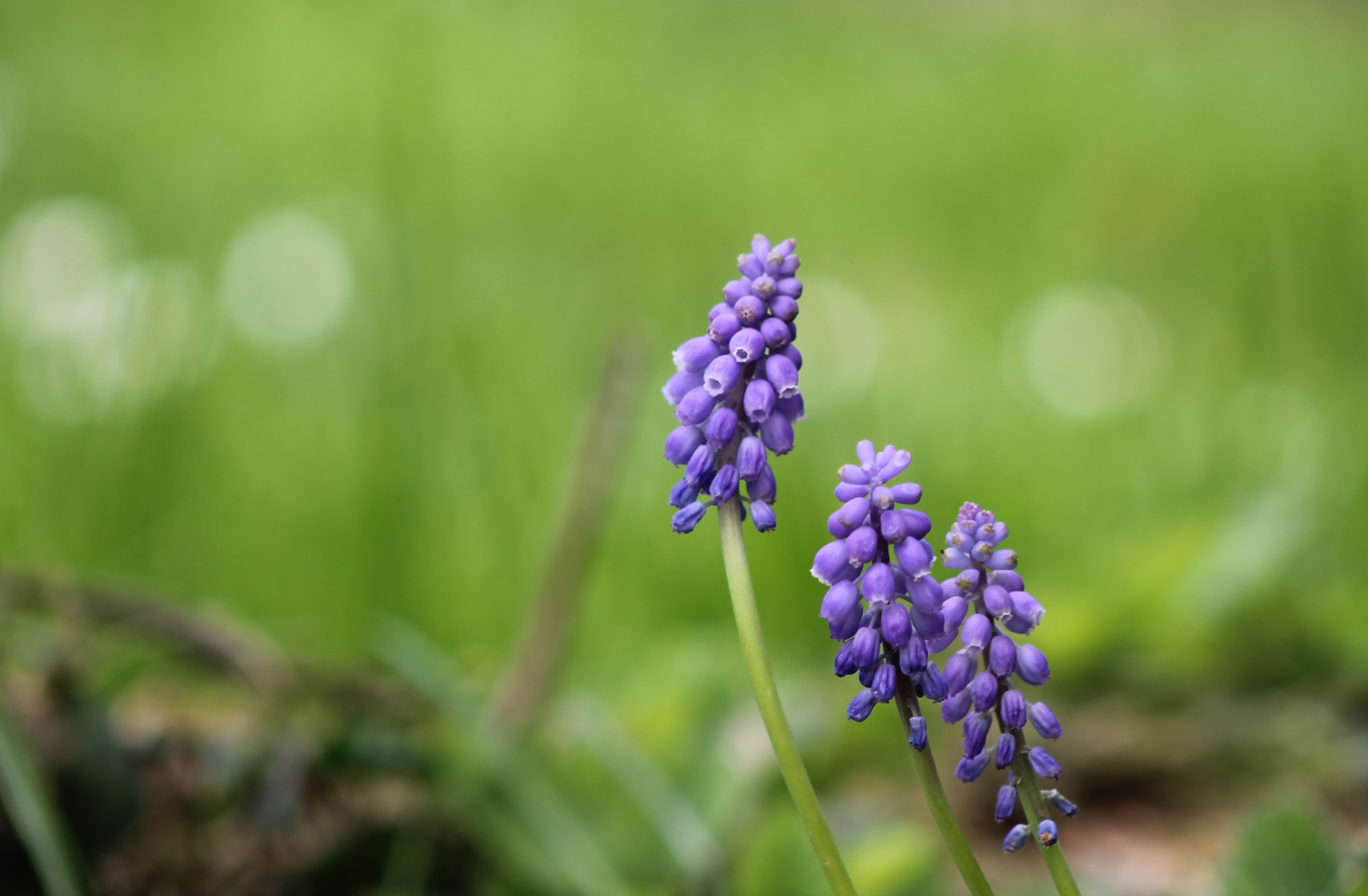 Wallpapers Nature Flowers 