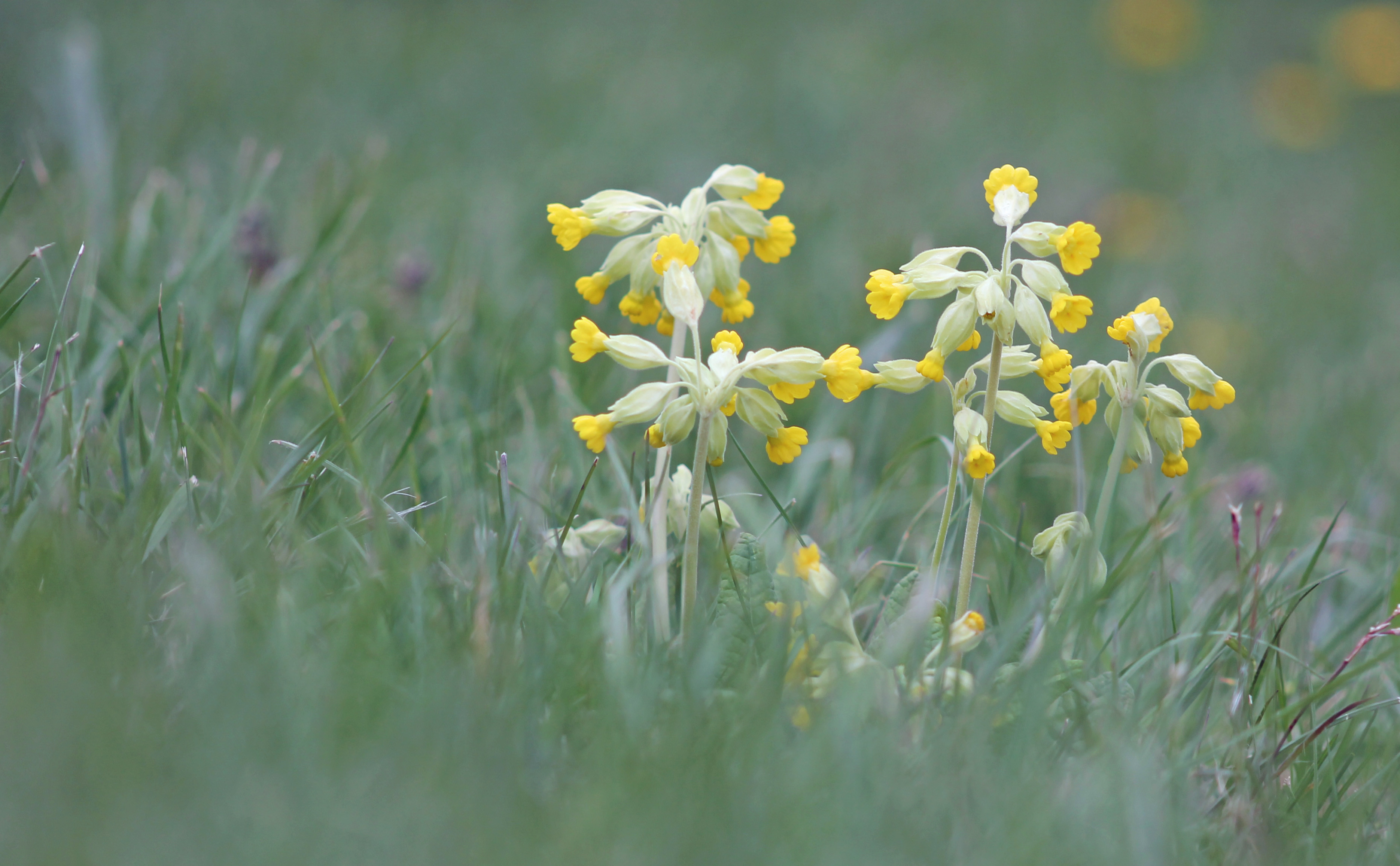 Wallpapers Nature Flowers 