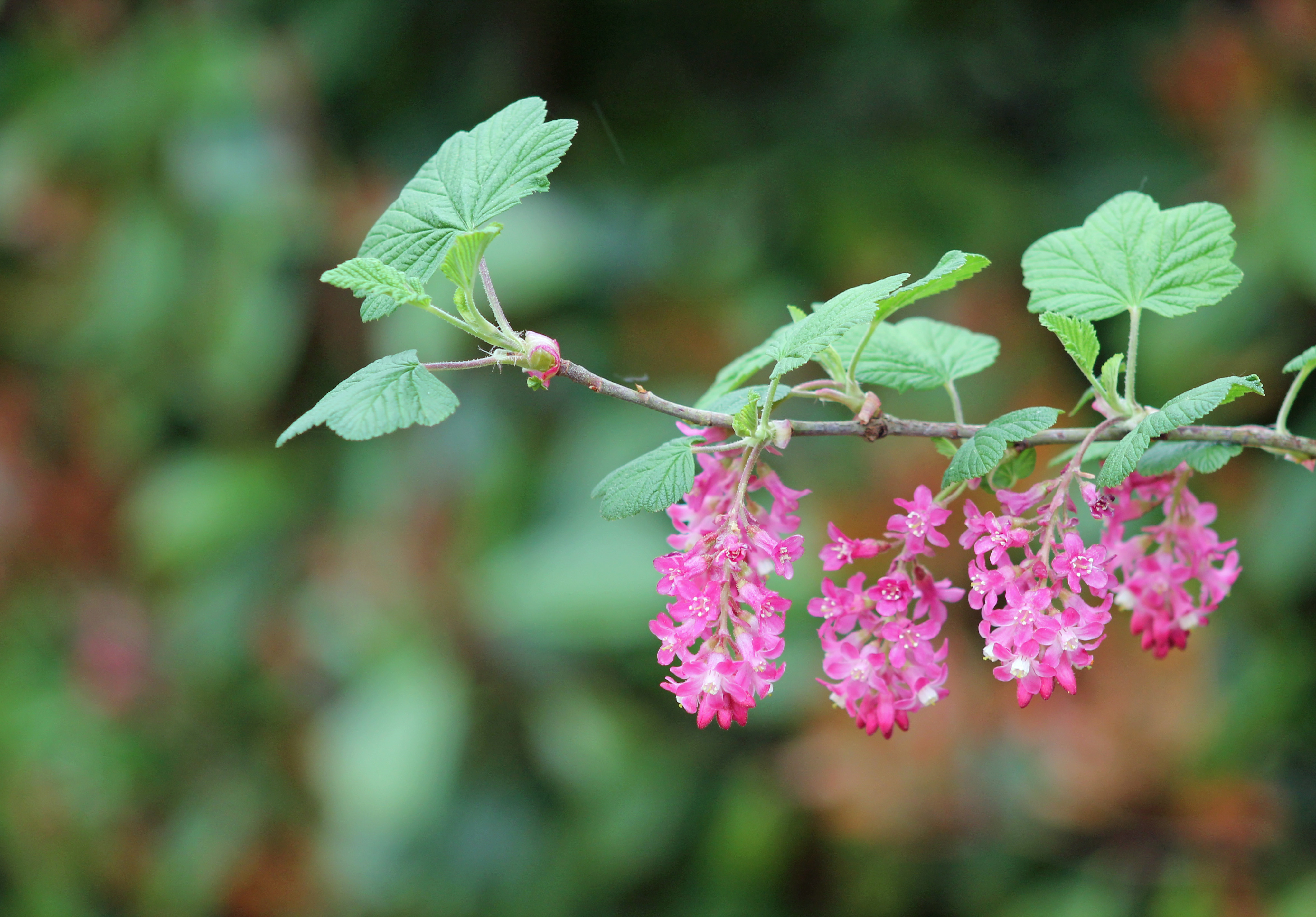 Wallpapers Nature Flowers 