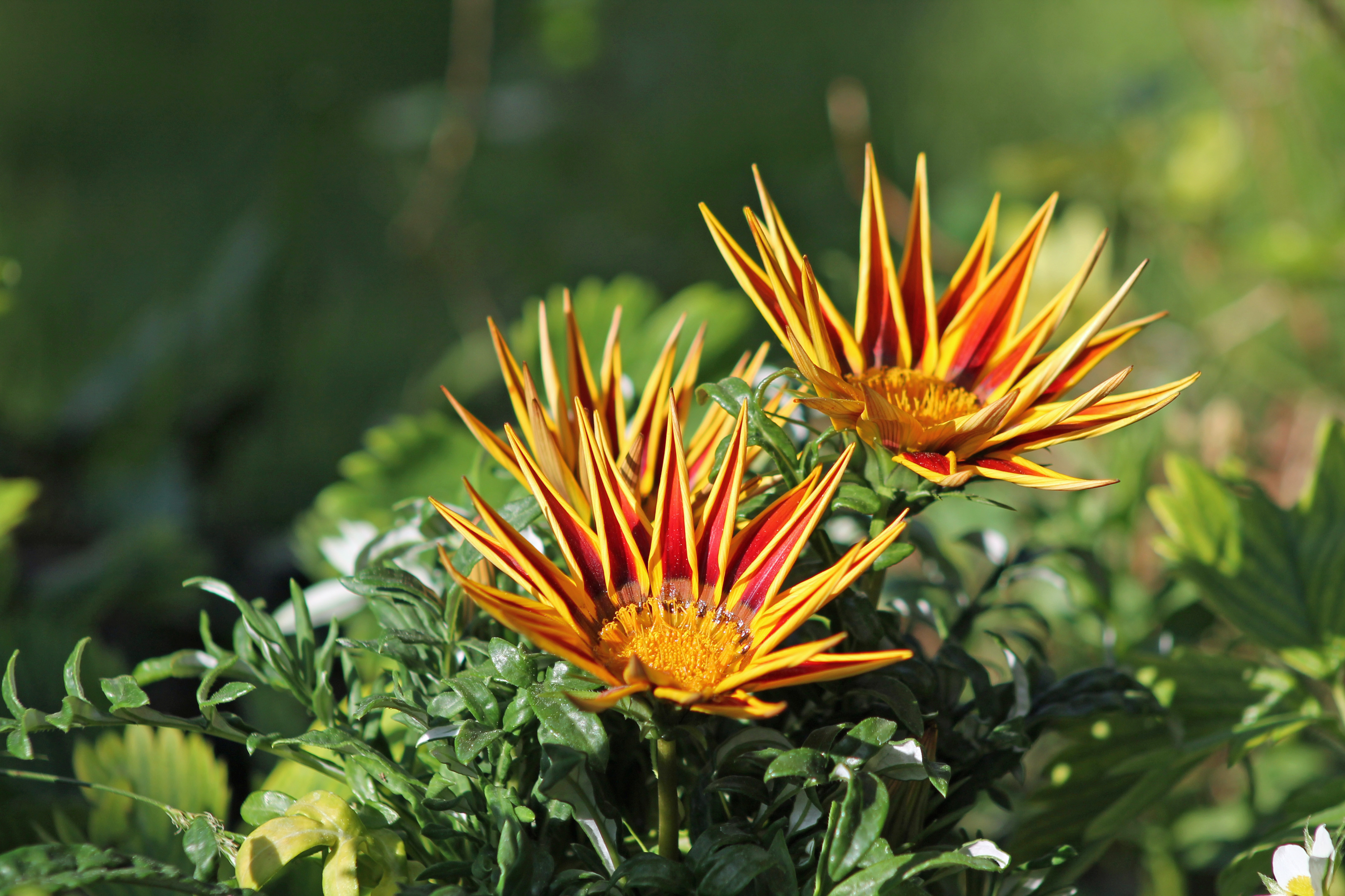 Fonds d'cran Nature Fleurs 