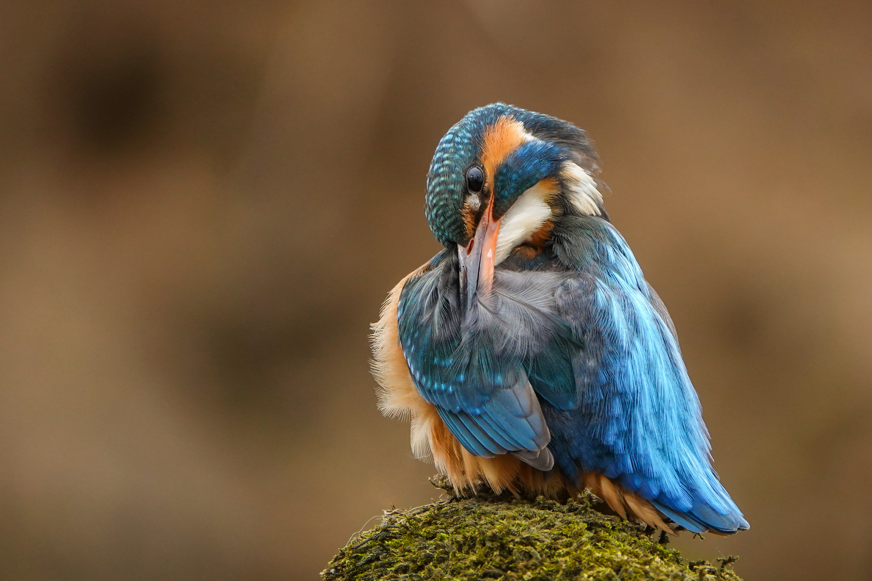 Wallpapers Animals Birds - Kingfisher 