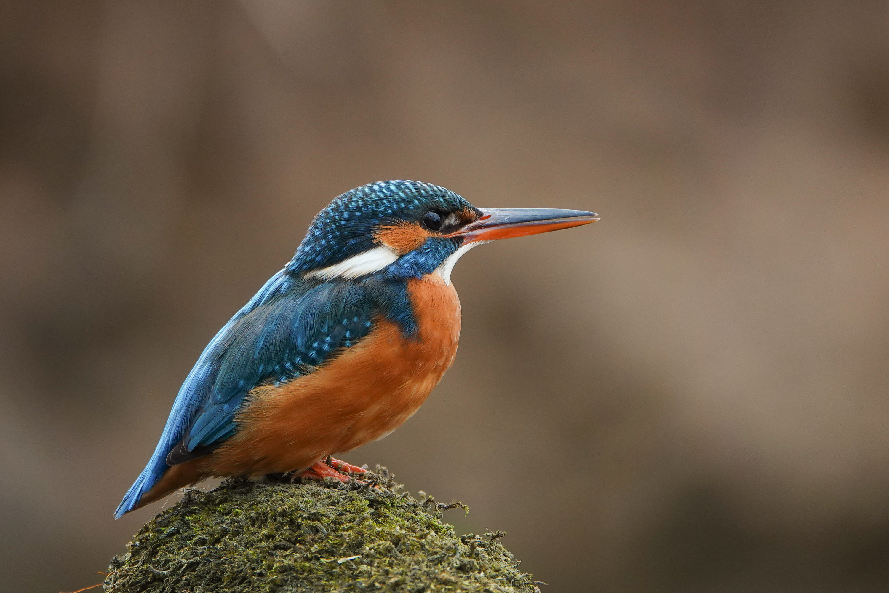 Wallpapers Animals Birds - Kingfisher 