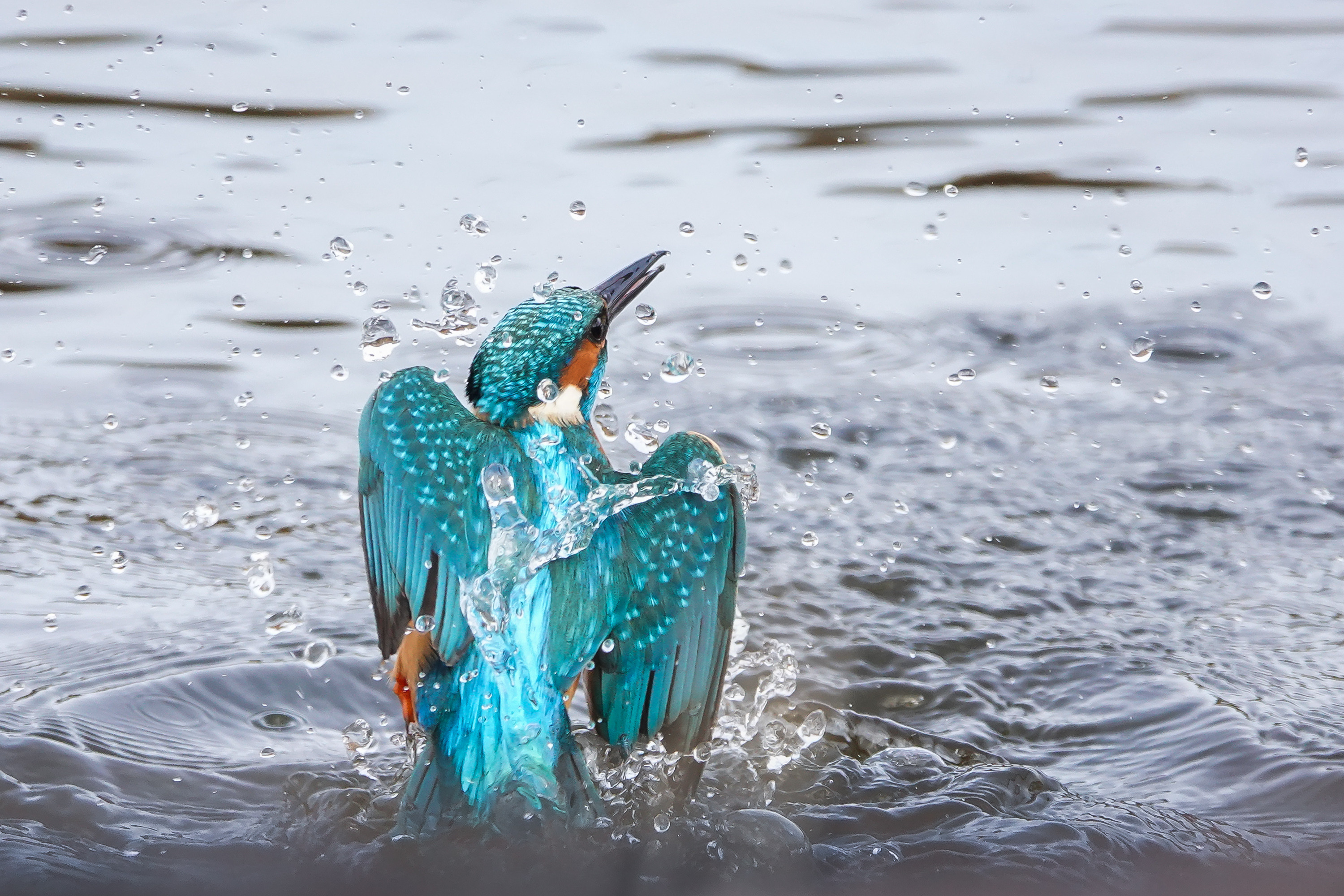 Wallpapers Animals Birds - Kingfisher 