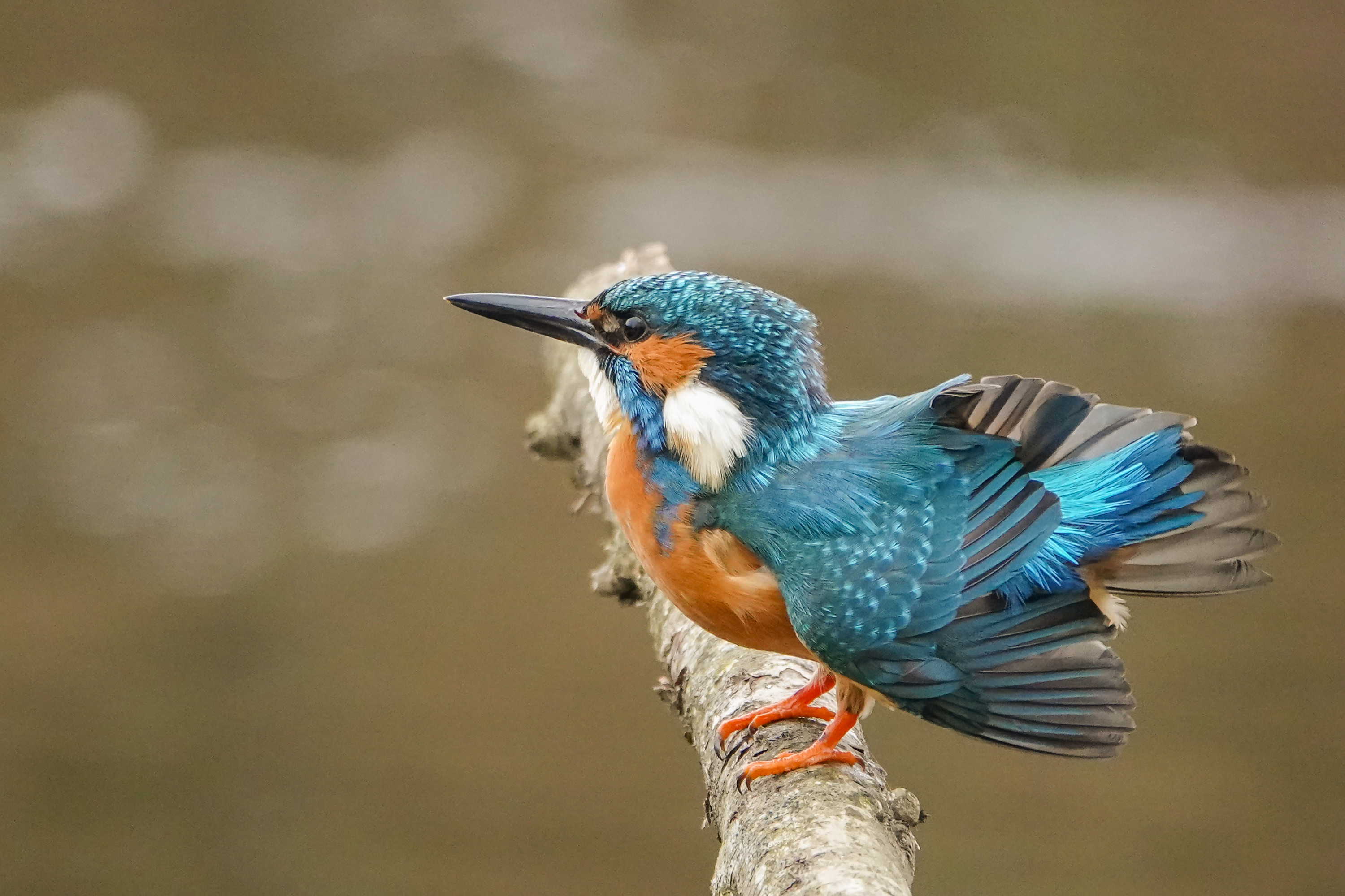 Fonds d'cran Animaux Oiseaux - Martins-pcheurs 