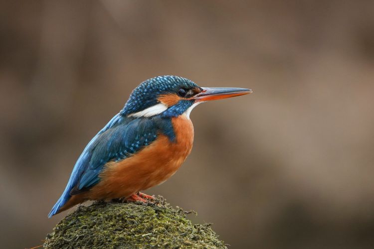 Wallpapers Animals Birds - Kingfisher Wallpaper N459849