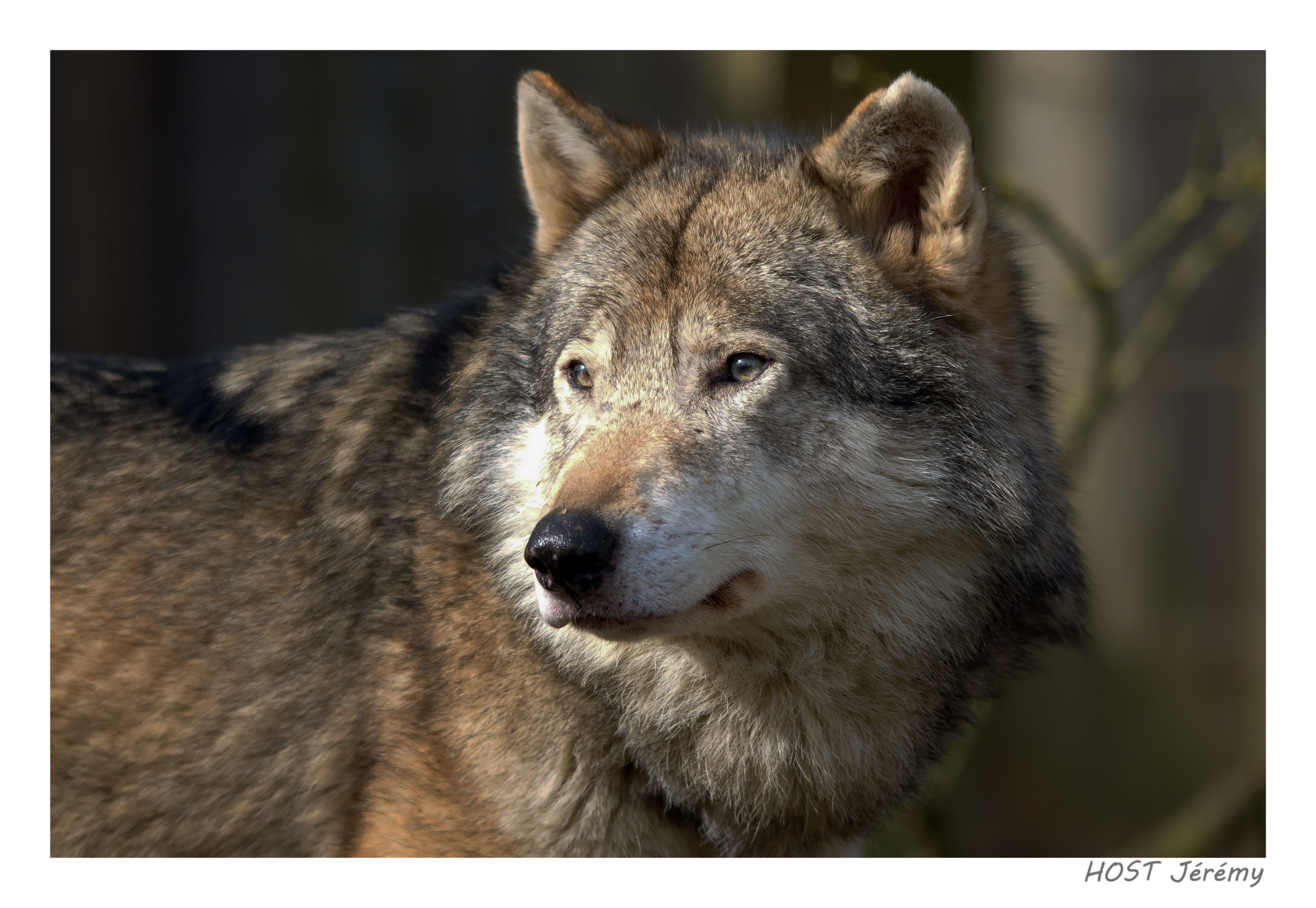 Fonds d'cran Animaux Loups Wolf